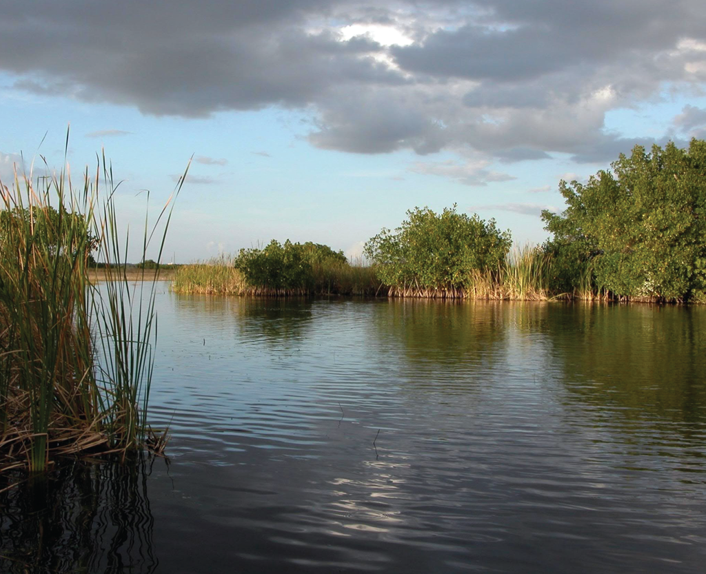 The Florida Everglades